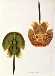 Monoculus Polyphemus, da Disegni di animali, insetti e rettili di Malacca, c.1805-18